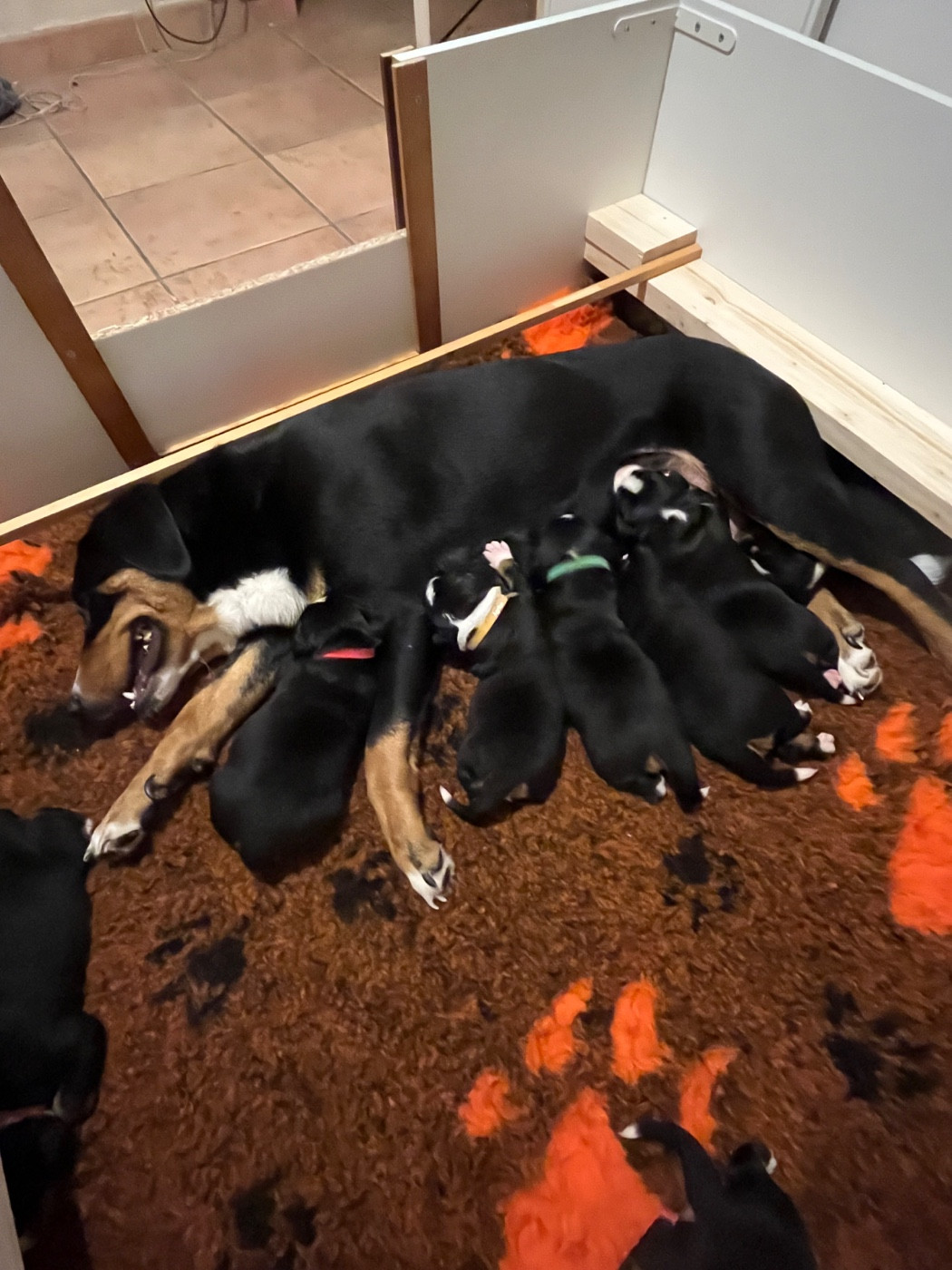 Naissance à L Echo des Cimes