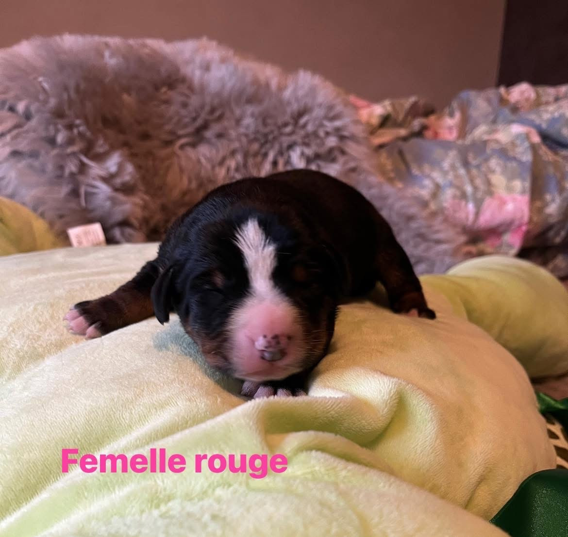 L'Echo Des Cimes - Chiots disponibles - Bouvier de l'Appenzell (appenzellois)