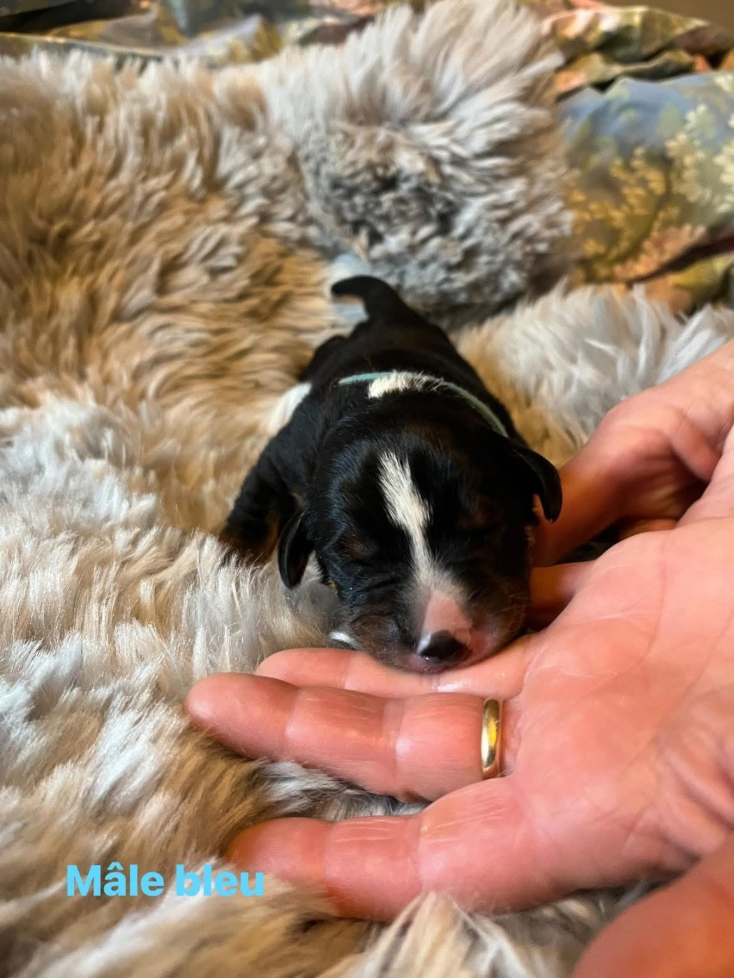 L'Echo Des Cimes - Chiots disponibles - Bouvier de l'Appenzell (appenzellois)