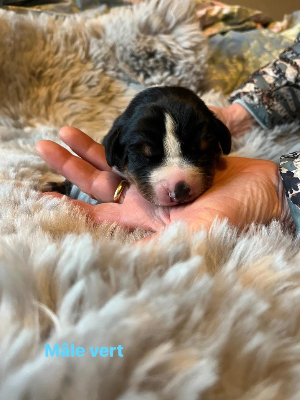 L'Echo Des Cimes - Chiots disponibles - Bouvier de l'Appenzell (appenzellois)