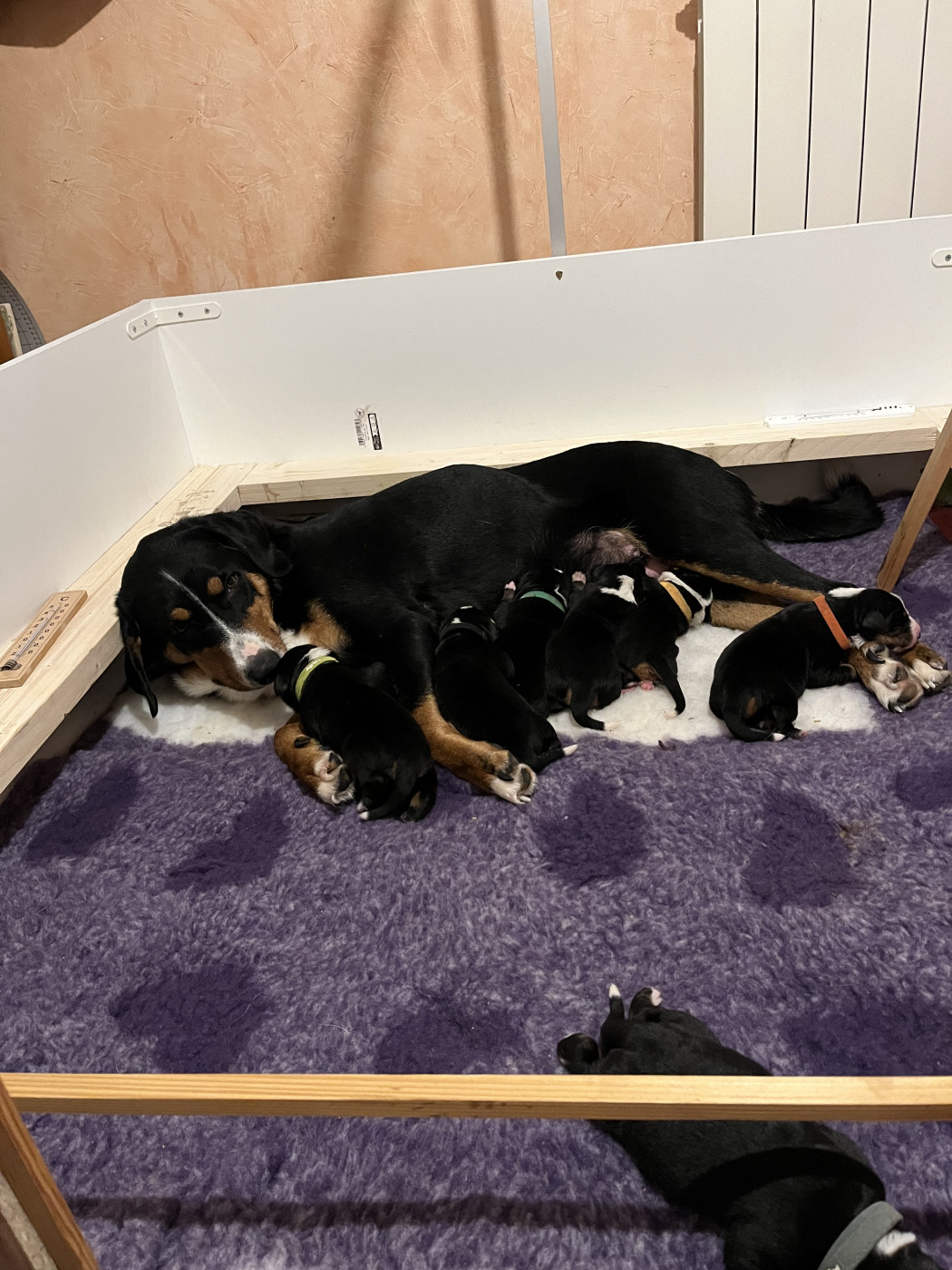 Chiot Bouvier de l'Appenzell (appenzellois) L'Echo Des Cimes