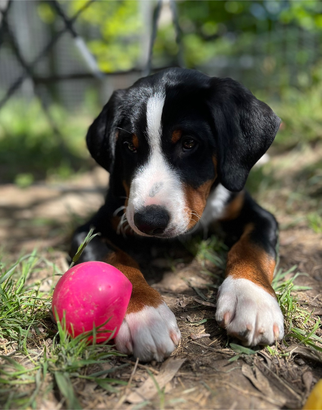L'Echo Des Cimes - Chiots disponibles - Bouvier de l'Appenzell (appenzellois)